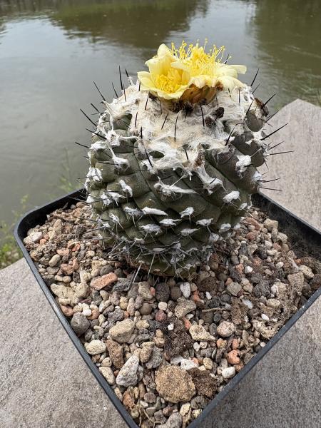 Copiapoa hypogaea